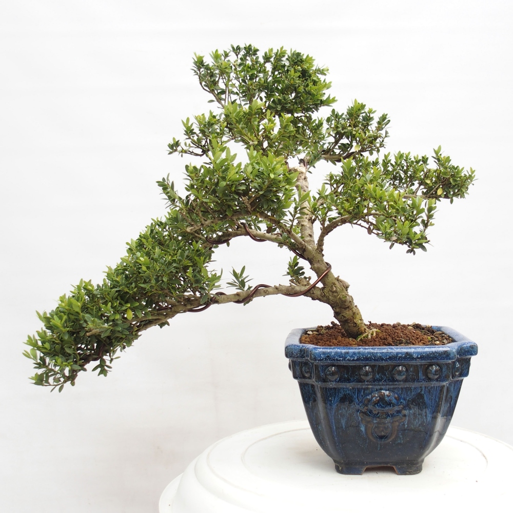 Zimmerbonsai - Ilex crenata - Holly