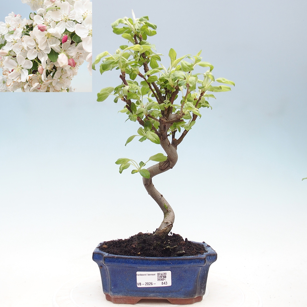 Outdoor-Bonsai -Malus halliana - Kleinfrüchtiger Apfelbaum