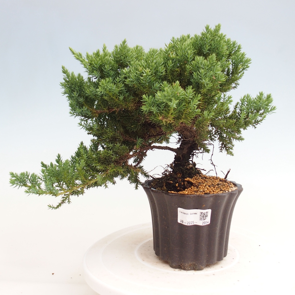 Bonsai im Freien - Juniperus procumbens - Niedergeworfener Wacholder