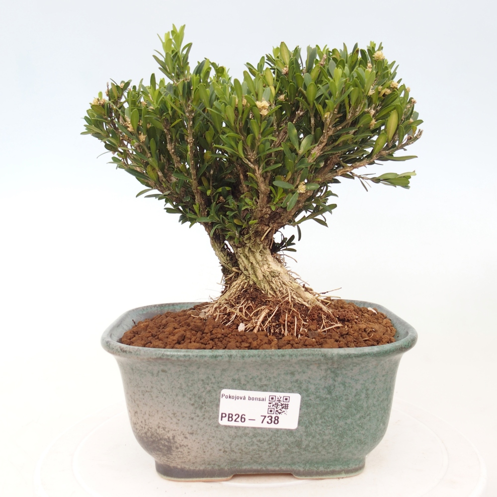 Zimmer Bonsai - Buxus harlandii - Korkbuxus