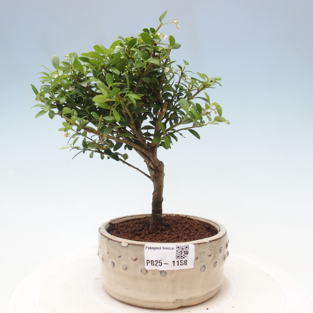 Zimmerbonsai - Ilex crenata - Holly