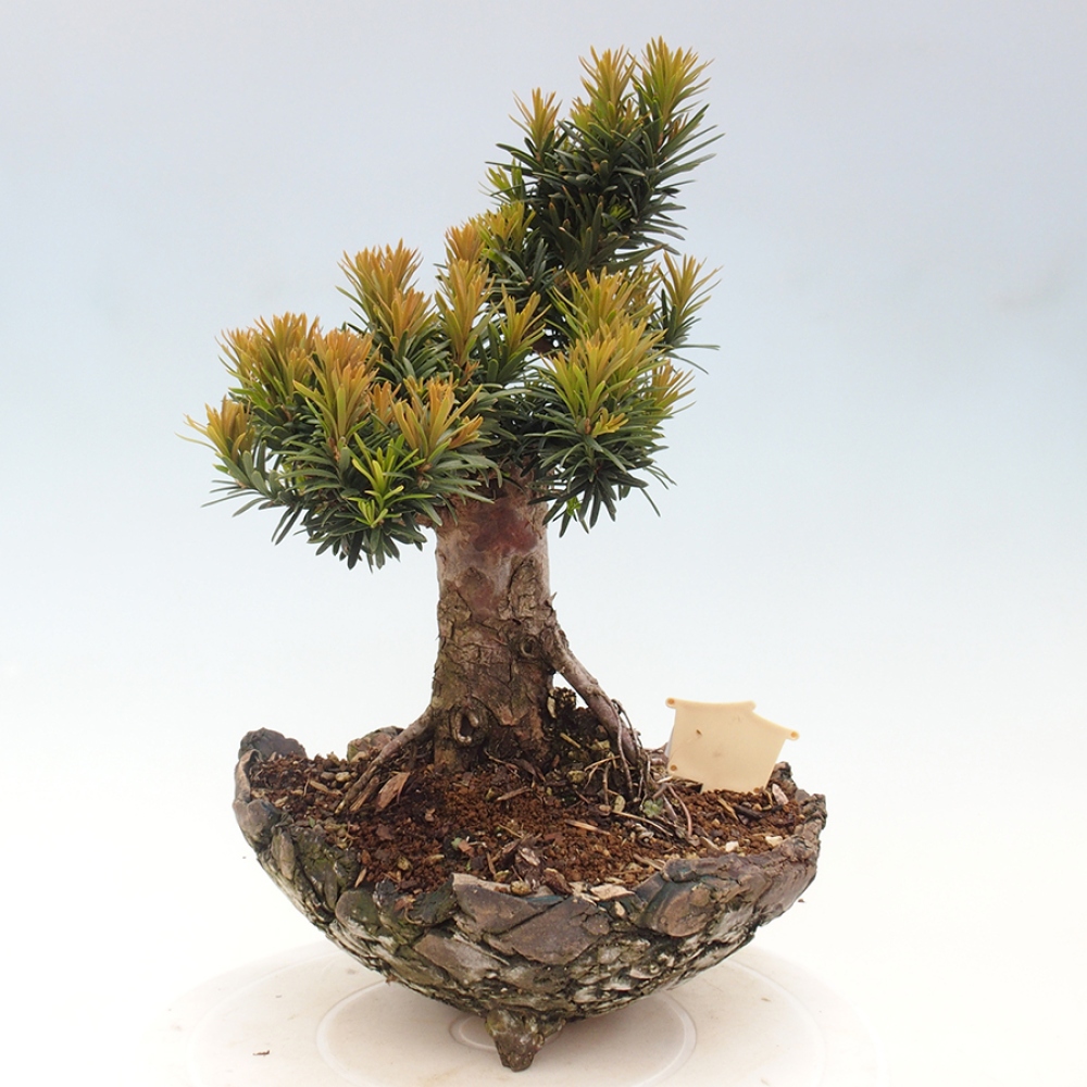 Bonsai im Freien - Taxus cuspidata - Japanische Eibe