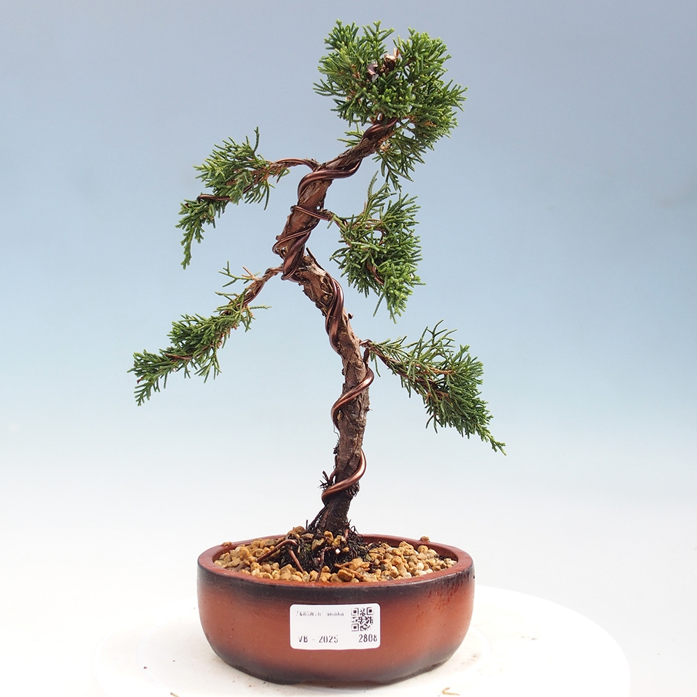 Bonsai im Freien - Juniperus chinensis Kishu - Chinesischer Wacholder