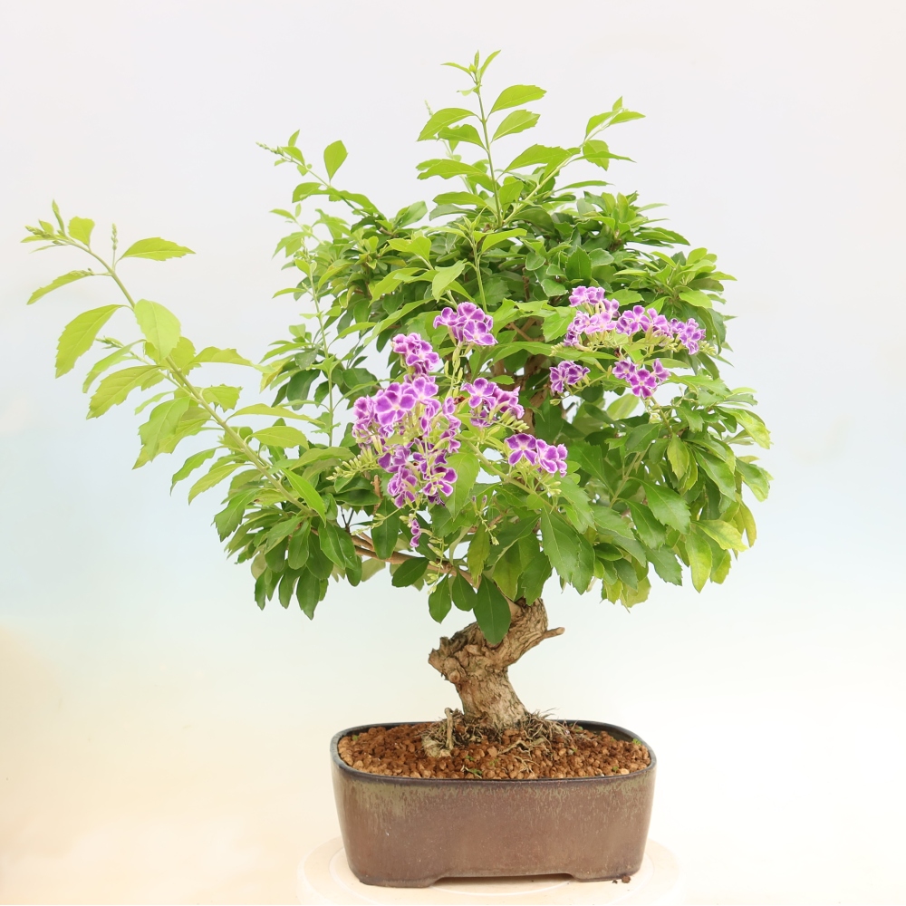 Zimmerbonsai - Duranta erecta Aurea