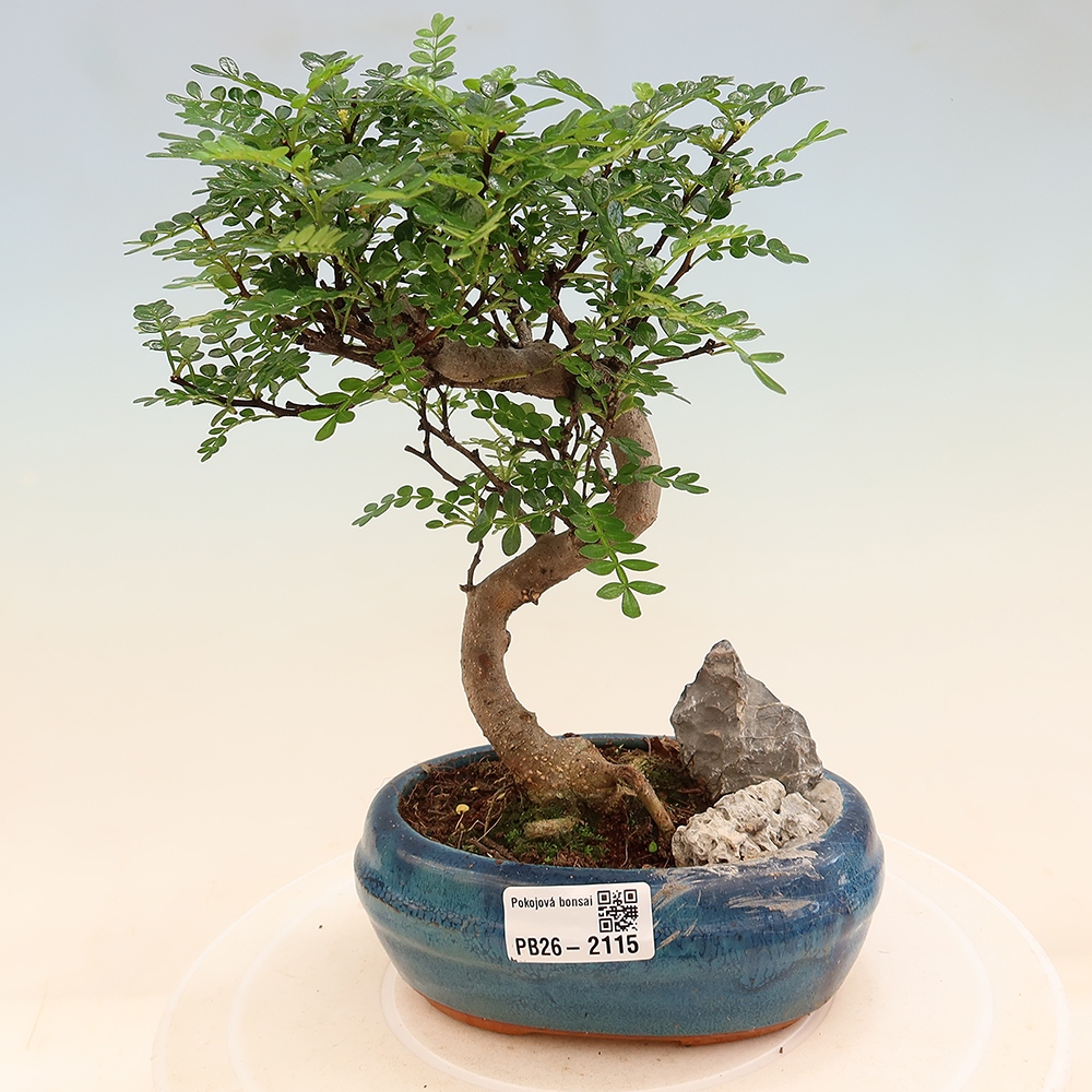 Zimmer Bonsai - Zantoxylum piperitum - Pfefferbaum