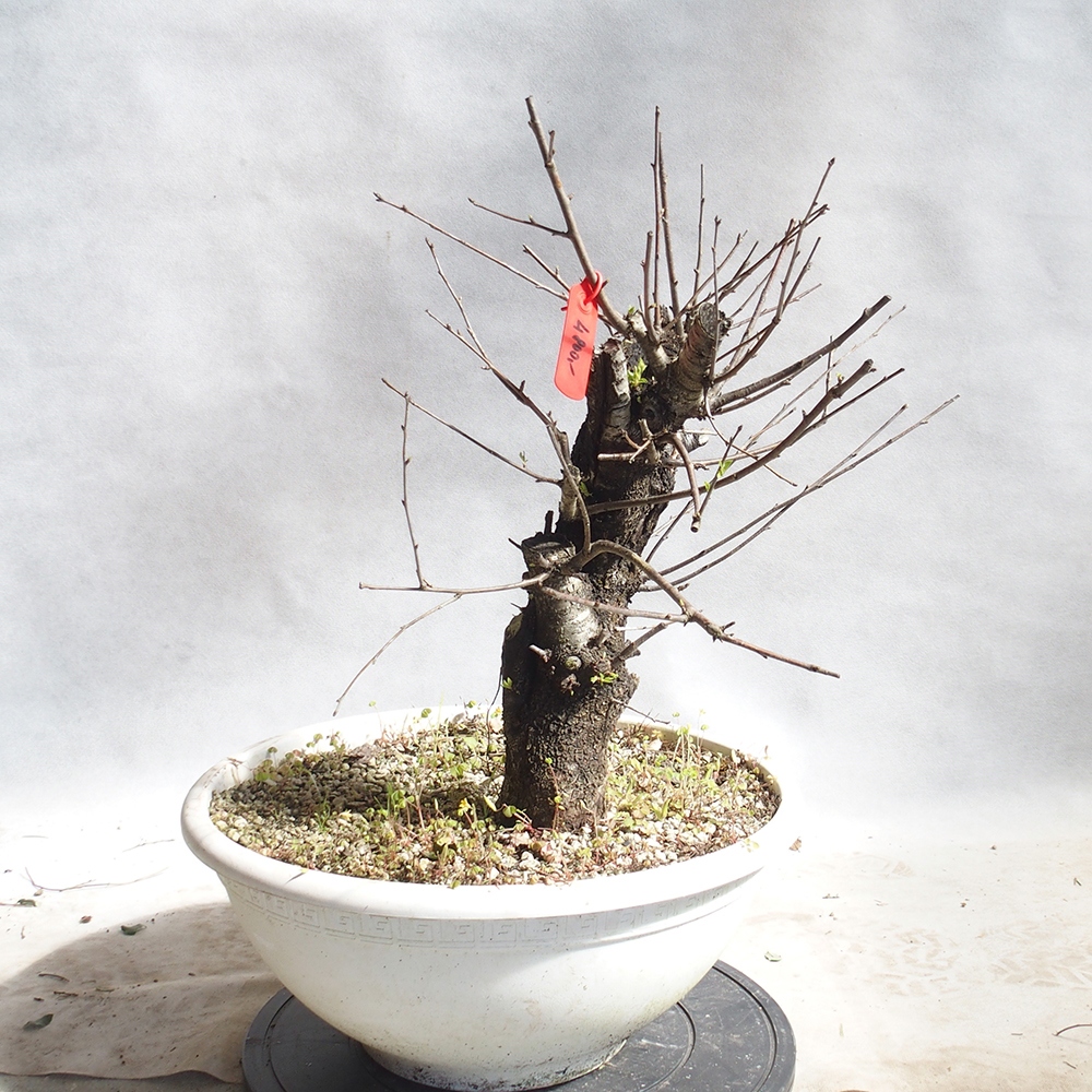 Outdoor Bonsai -Mahalebka - Prunus Mahaleb