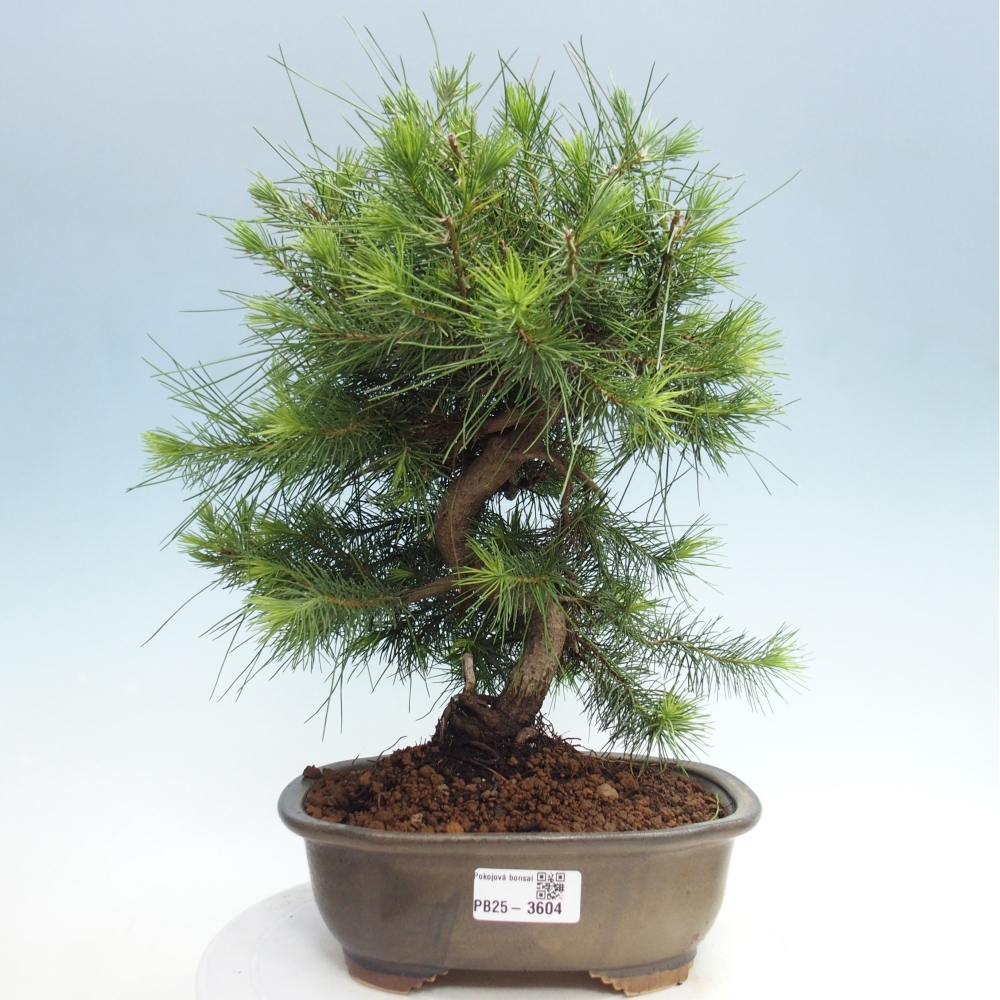 Zimmer Bonsai-Pinus halepensis-Kiefer von Aleppo