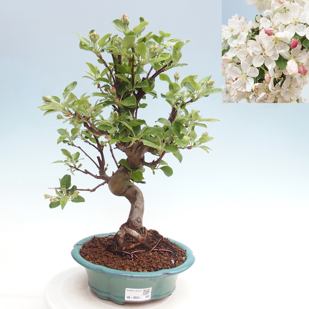 Bonsai im Freien - Malus halliana - Kleinfruchtiger Apfelbaum