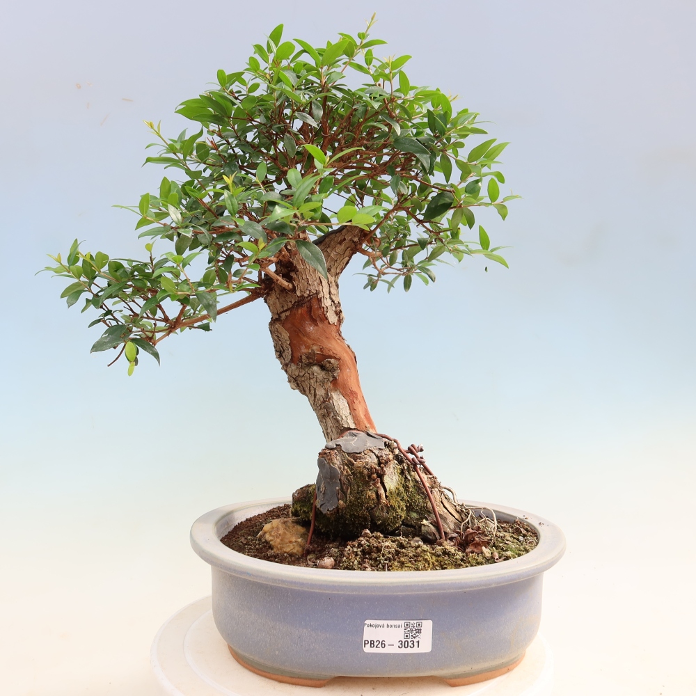 Zimmer Bonsai - Myrtus communis - Myrte