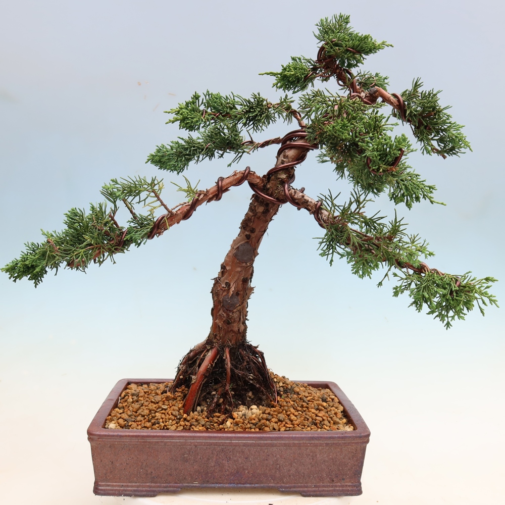 Bonsai für draußen - Juniperus chinensis Kishu