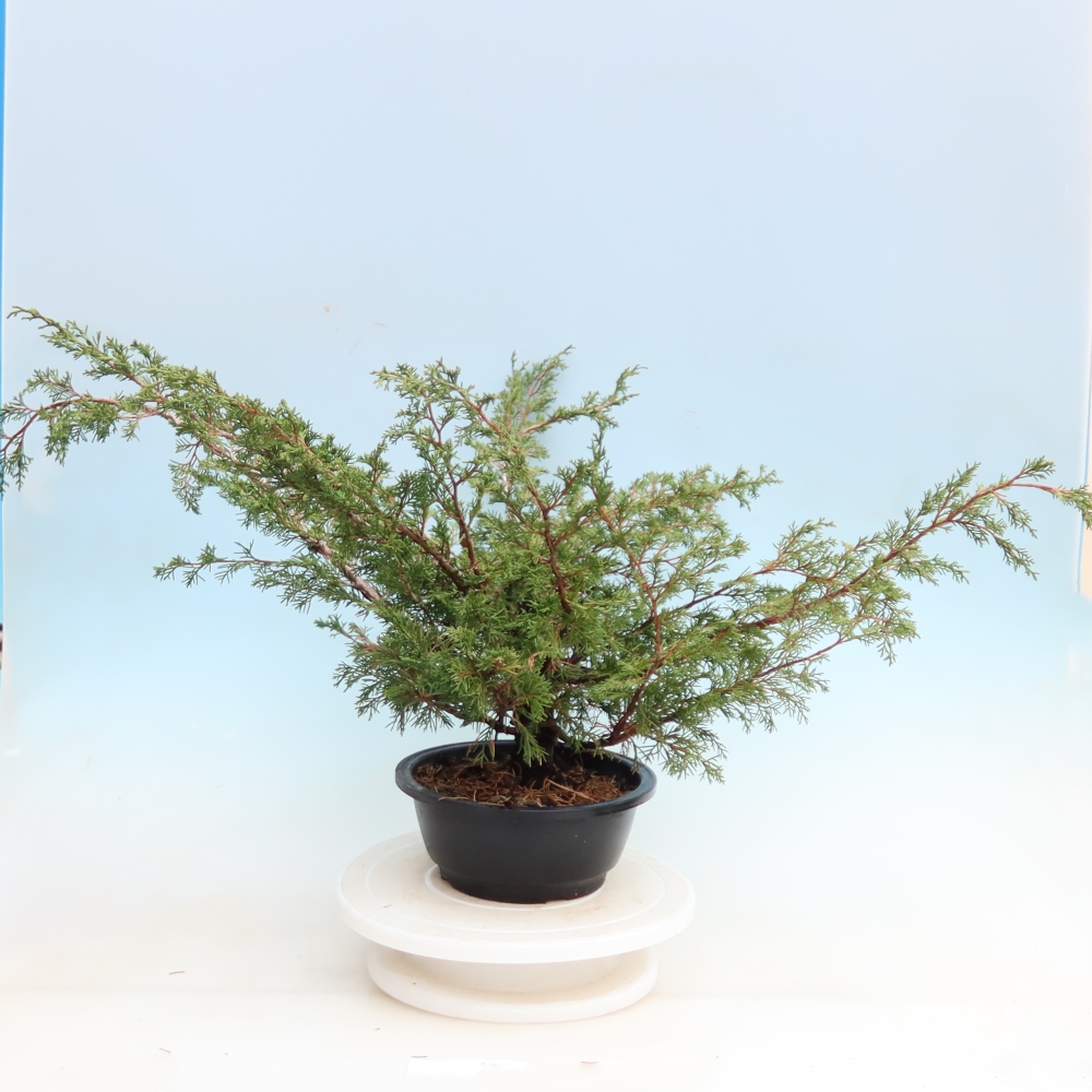 Bonsai für den Außenbereich – Juniperus chinensis Itoigawa – Chinesischer Wacholder