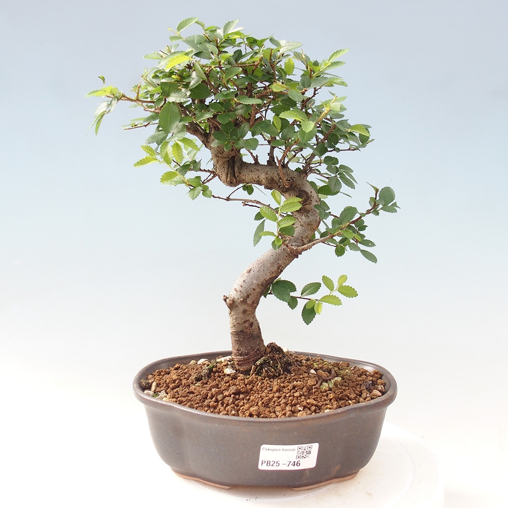 Zimmerbonsai - Ulmus parvifolia - Kleinblättrige Ulme