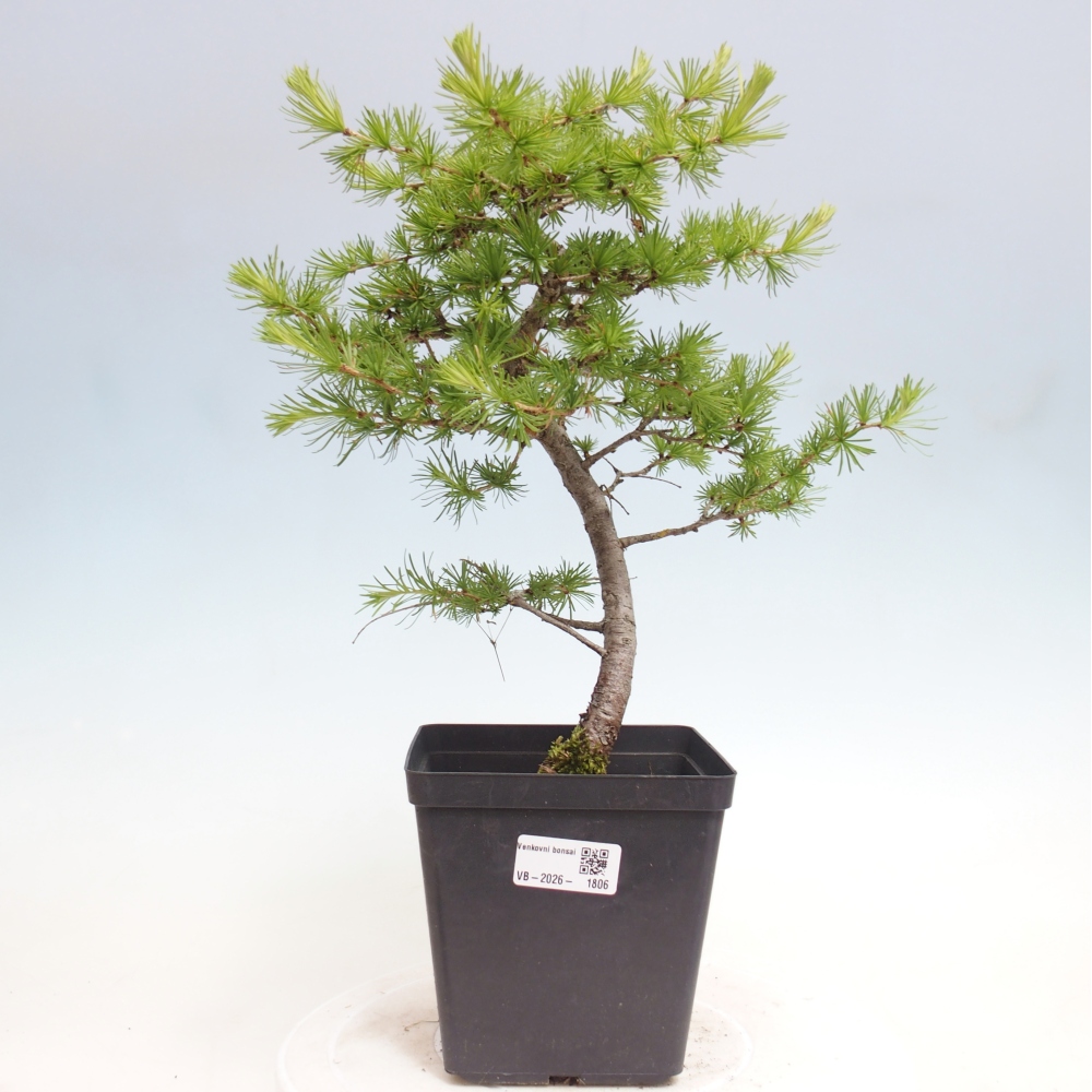 Bonsai für draußen -Larix decidua - Lärche