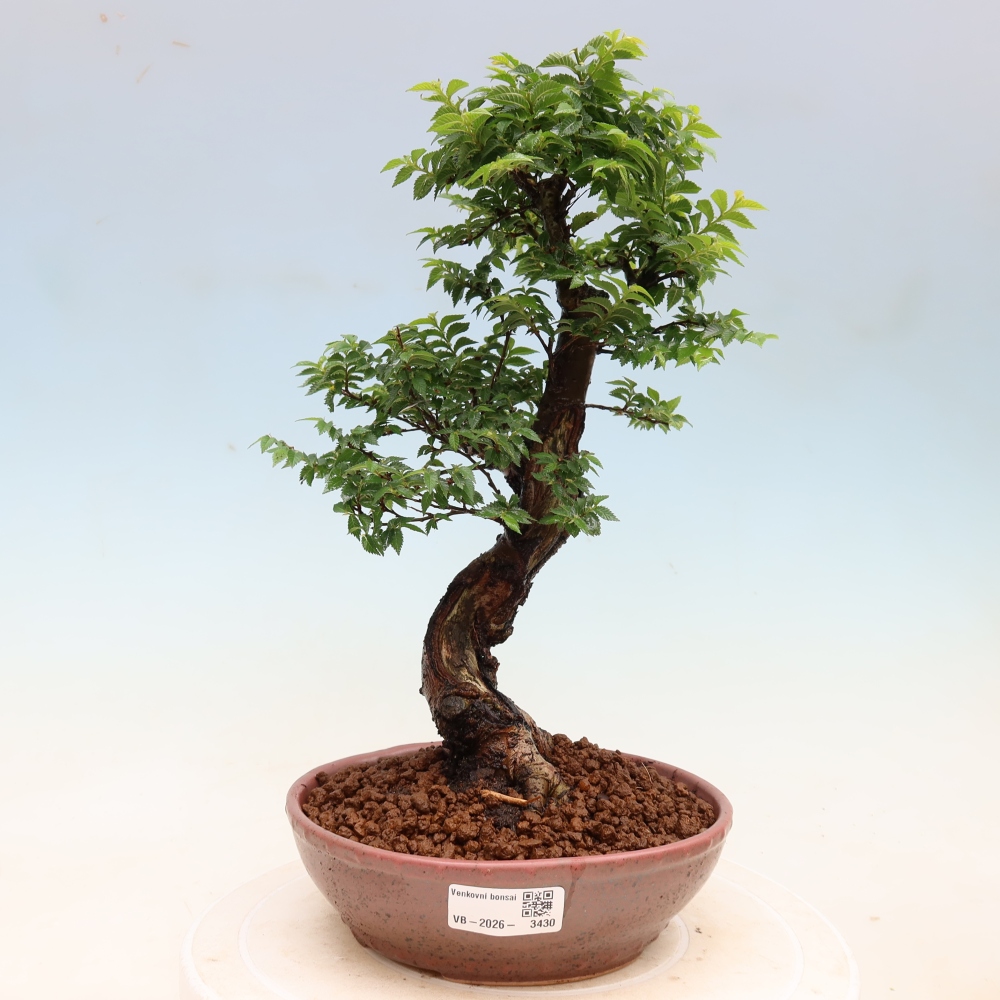 Bonsai für den Außenbereich – Ulmus Jacqueline Hillier – Pappelulme