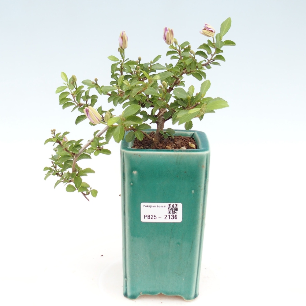 Zimmerbonsai - Grewia occidentalis - Lavendelstern