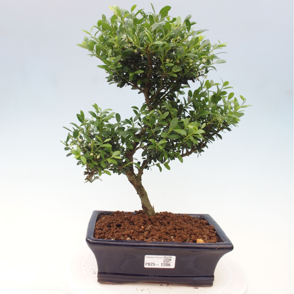 Zimmerbonsai - Ilex crenata - Holly
