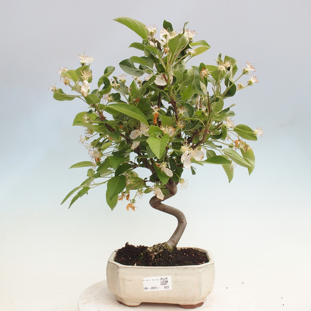 Bonsai im Freien - Malus halliana - Kleinfruchtiger Apfelbaum