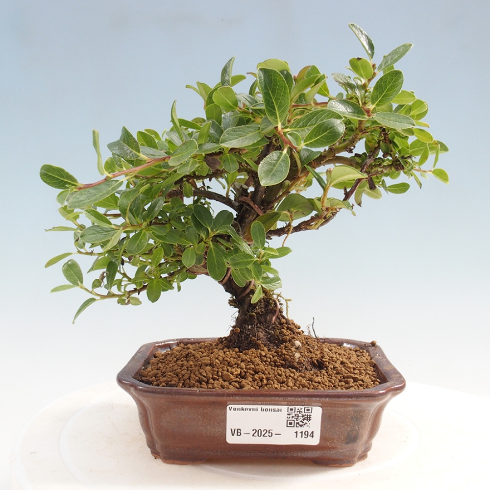 Bonsai im Freien - Cotoneaster horizontalis - Felsenbaum
