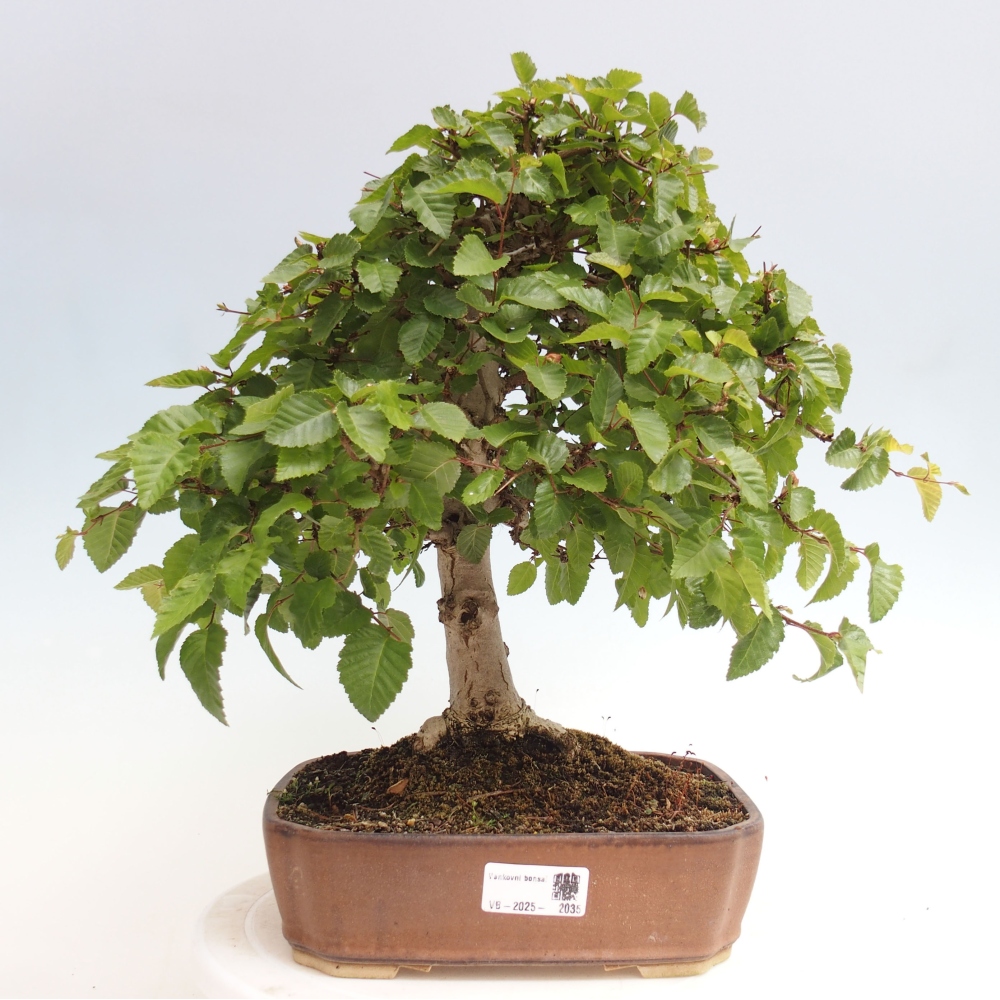 Bonsai im Freien -Carpinus CARPINOIDES - Koreanische Hainbuche