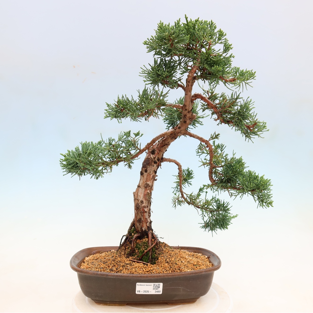 Bonsai für draußen - Juniperus chinensis Kishu