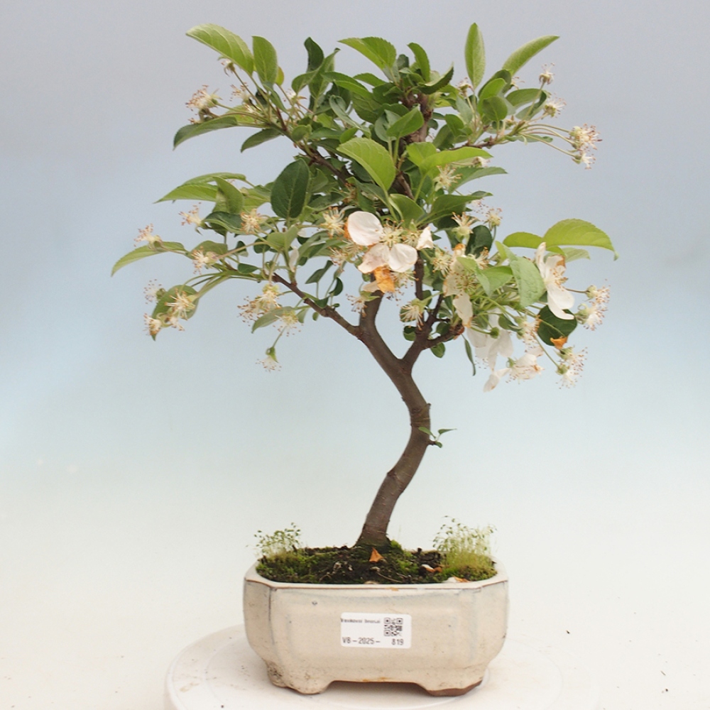 Bonsai im Freien - Malus halliana - Kleinfruchtiger Apfelbaum