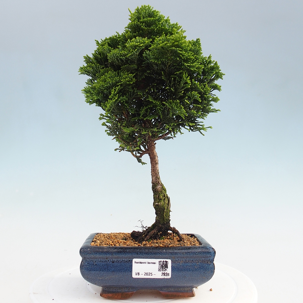Outdoor-Bonsai - Cham.pis obtusa Nana Gracilis - Zypresse