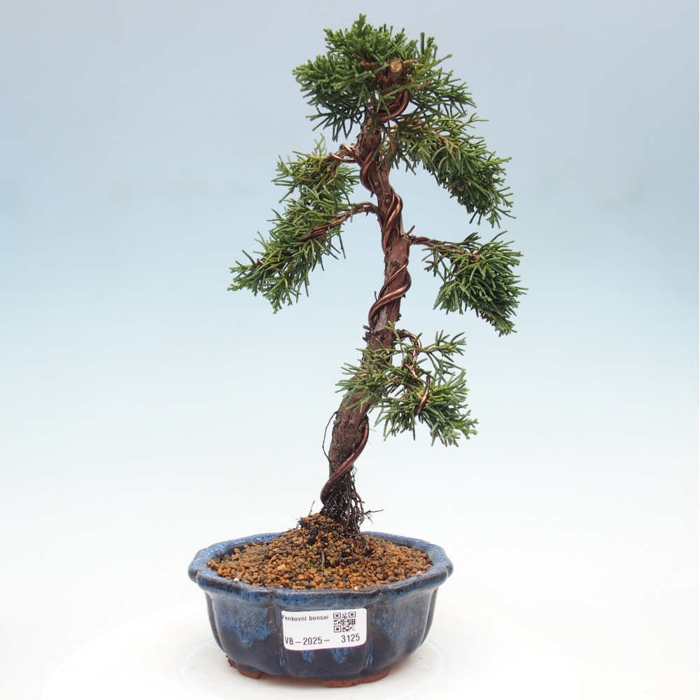 Bonsai im Freien - Juniperus chinensis Kishu - Chinesischer Wacholder