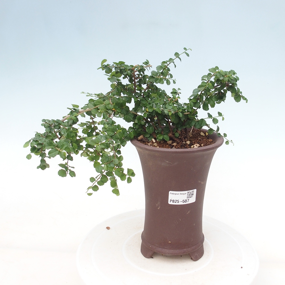 Zimmerbonsai - Grewia sp. - Kleinblättriges Grewie