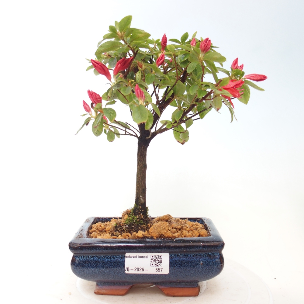 Bonsai für draußen - Japanische Azalee - Azalea sp.