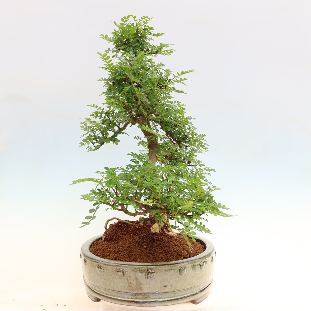 Zimmer Bonsai - Zantoxylum piperitum - Pfefferbaum