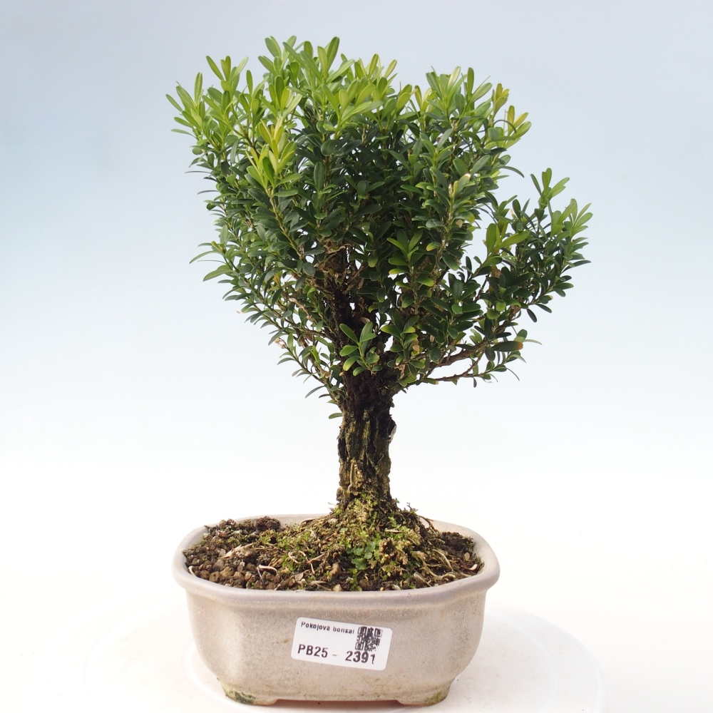 Innenbonsai - Buxus harlandii - Korkbuchsbaum