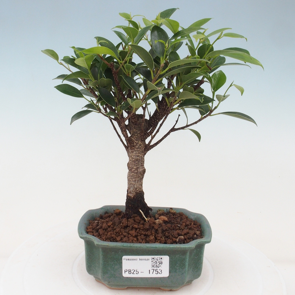 Zimmerbonsai - Kleinblättriger Ficus - Ficus kimmen