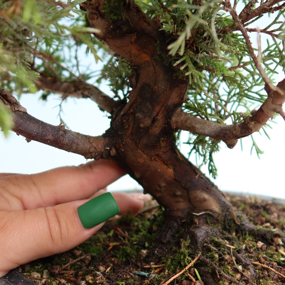 Bonsai für draußen - Juniperus chinensis Itoigawa-Juniperus chinensis