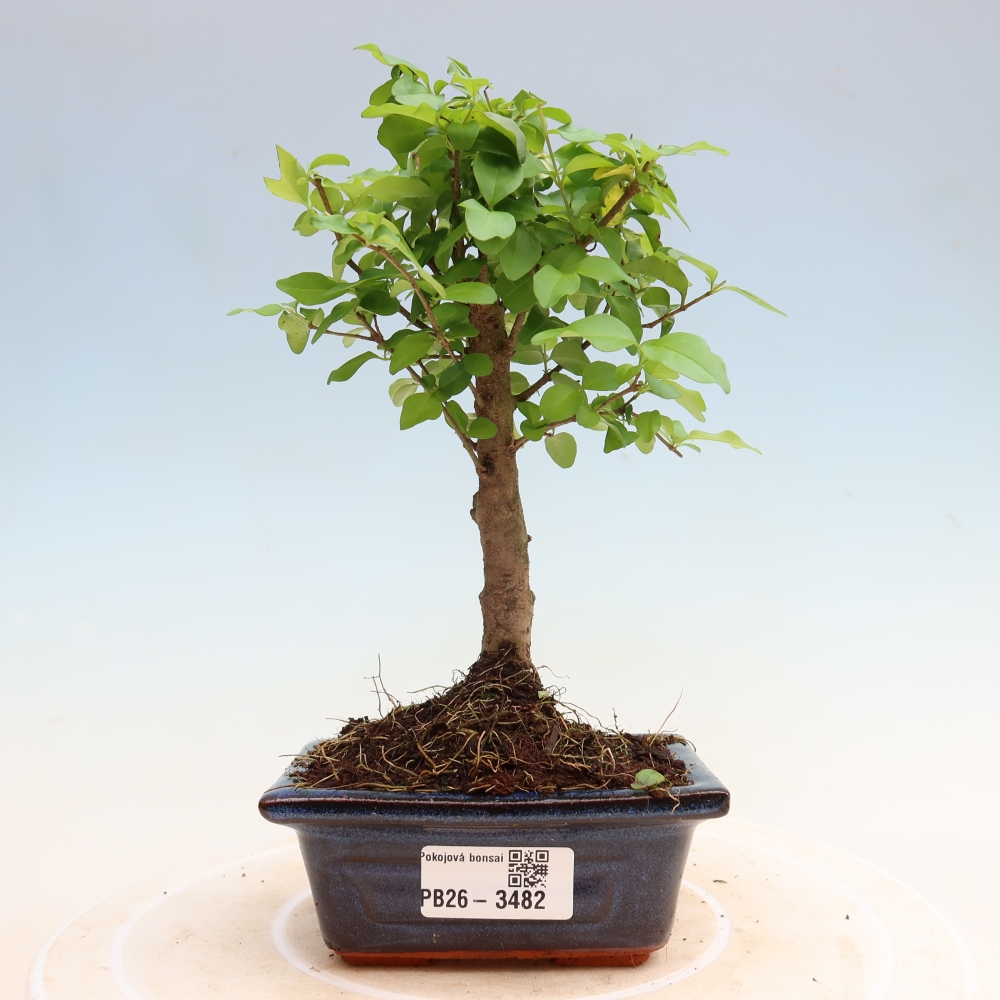 Zimmer Bonsai -Ligustrum chinensis - Vogelschnabel