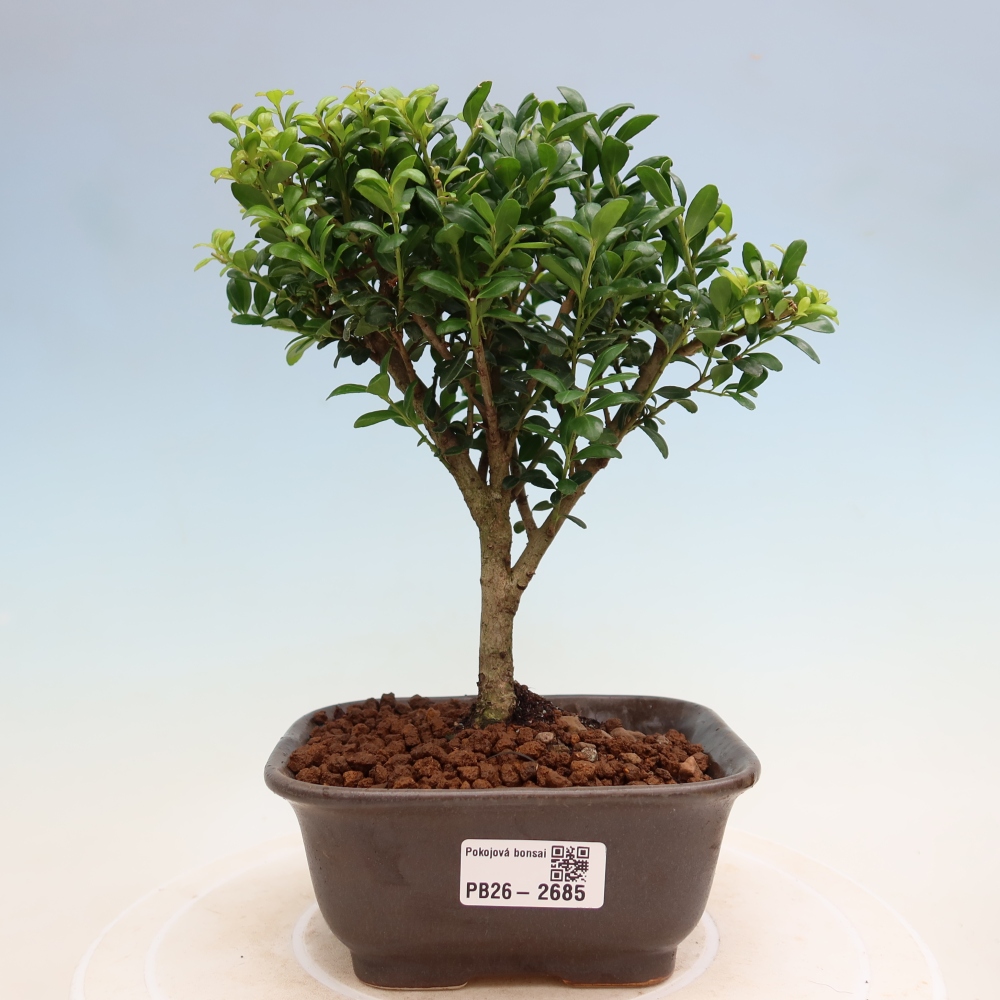 Zimmer Bonsai - Ilex crenata - Stechpalme