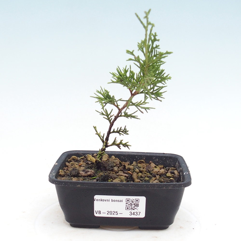 Bonsai für draußen - Juniperus chinensis Itoigawa
