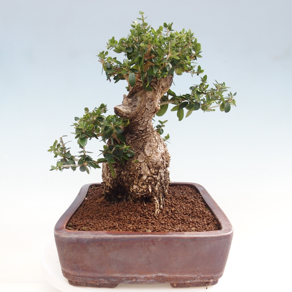 Indoor-Bonsai - Olea europaea sylvestris - Europäisches kleinblättriges Olivenöl