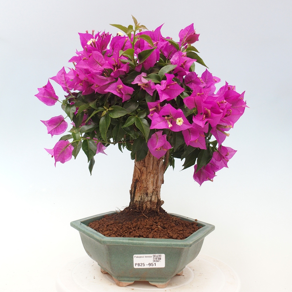 Indoor Bonsai - Bouganwilea
