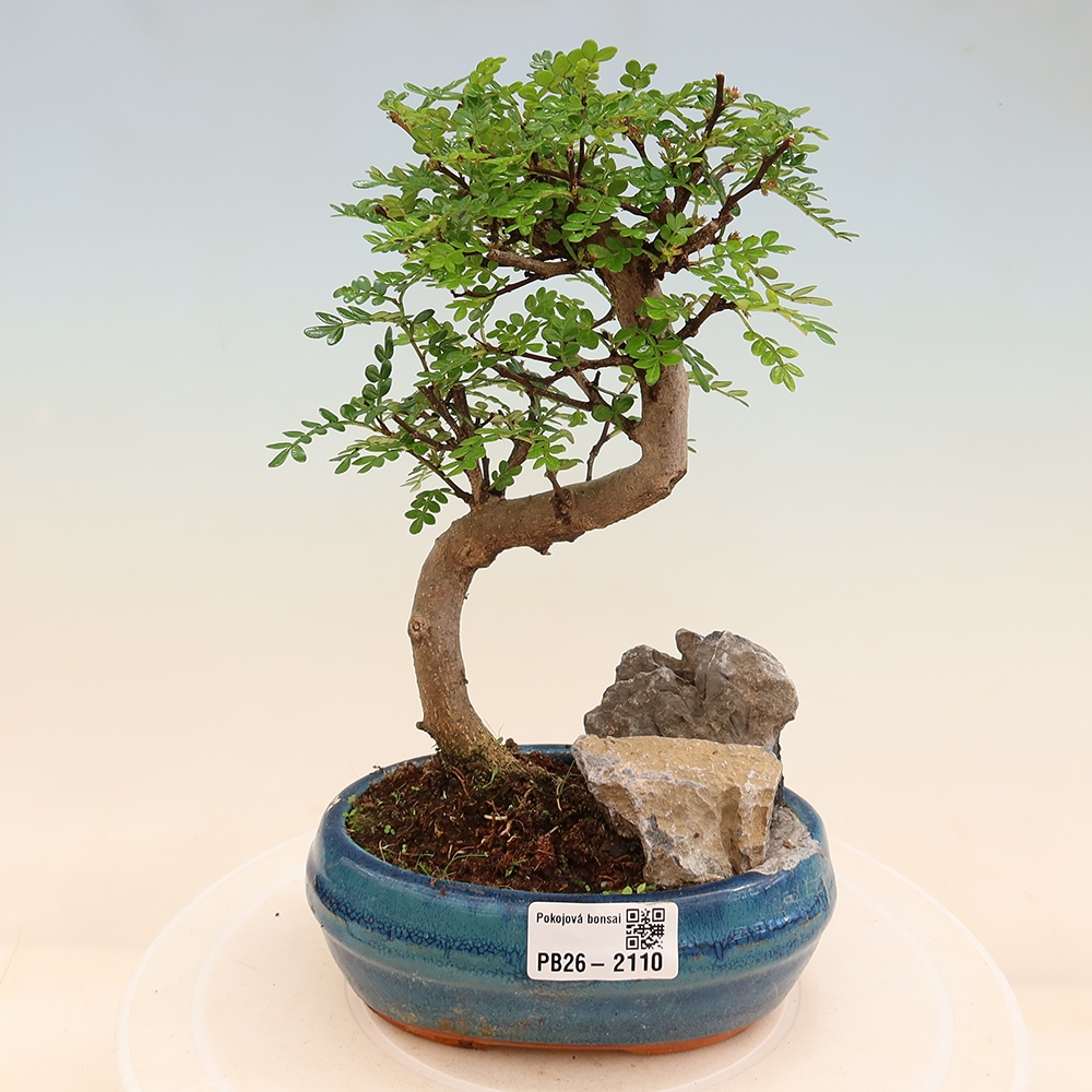 Zimmer Bonsai - Zantoxylum piperitum - Pfefferbaum