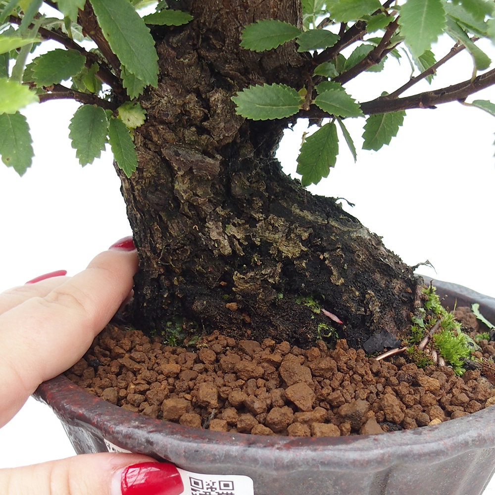 Bonsai im Freien - Zelkova - Zelkova serrata
