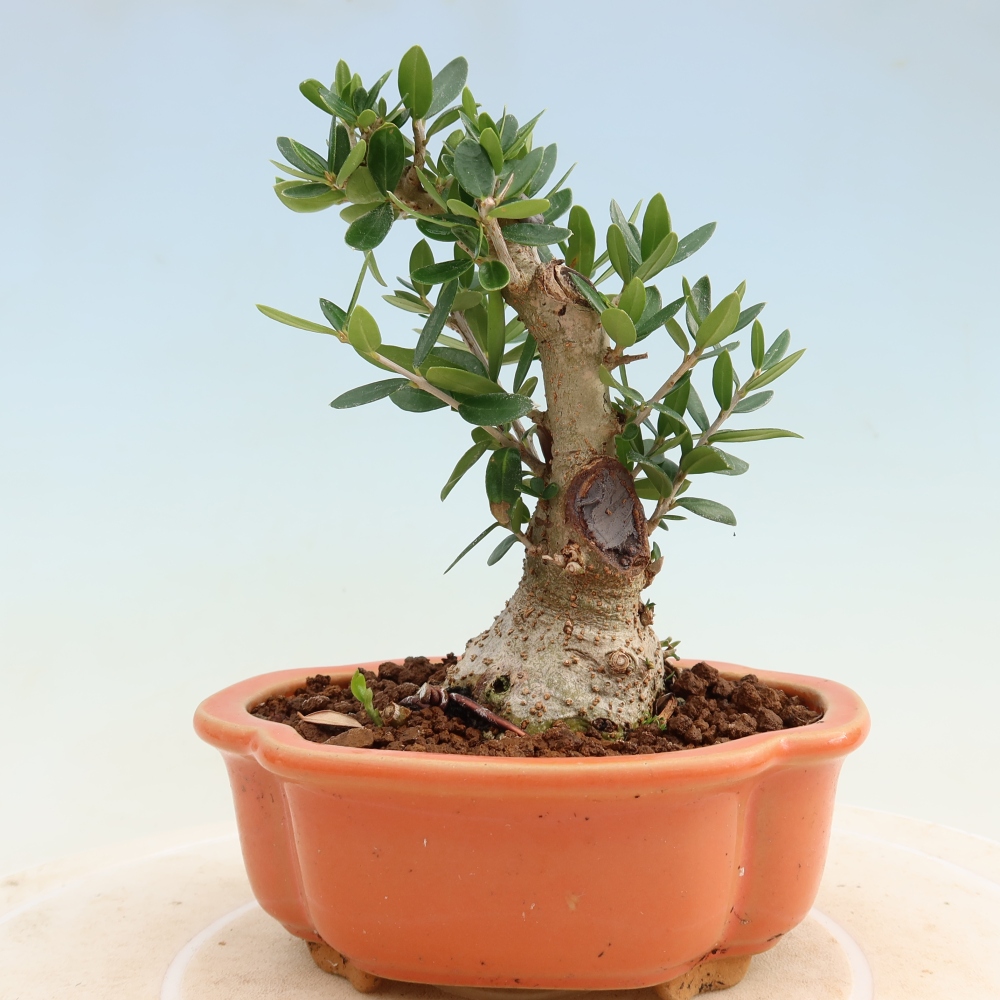 Zimmerbonsai - Olea europaea sylvestris