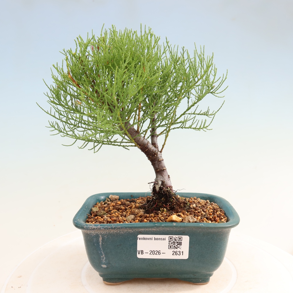 Bonsai für draußen - Tamariske - Tamarix