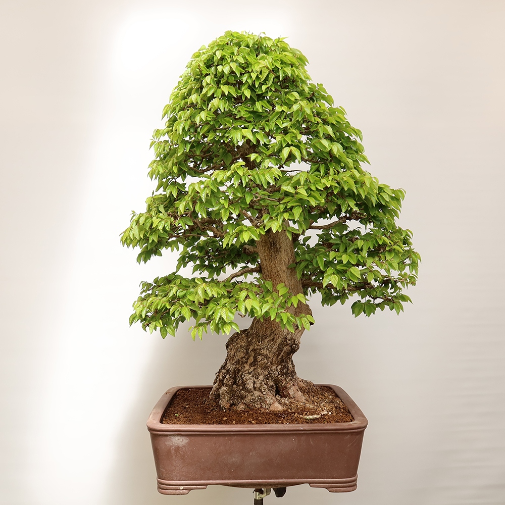 Bonsai im Freien - Carpinus Coreana - Koreanische Hainbuche