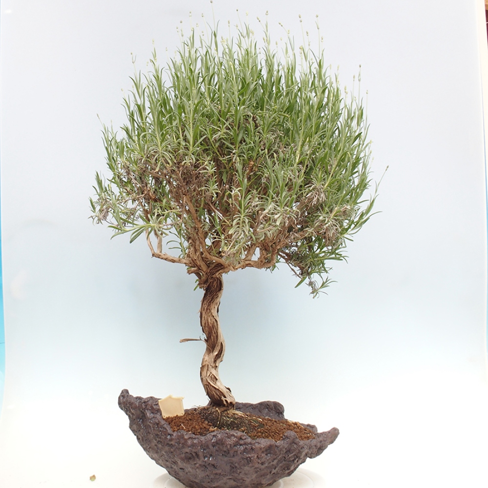 Outdoor-Bonsai - Lavandula - Lavendel