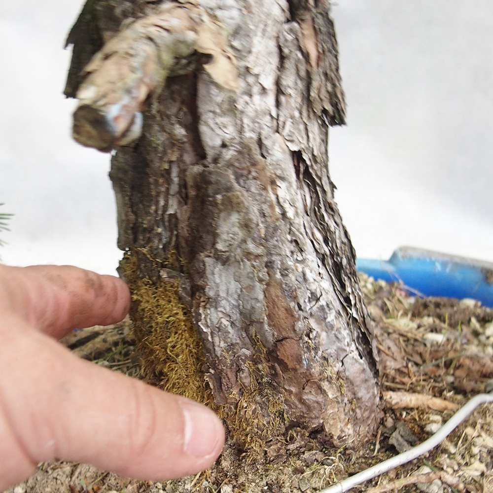 Yamadori - Pinus sylvestris 