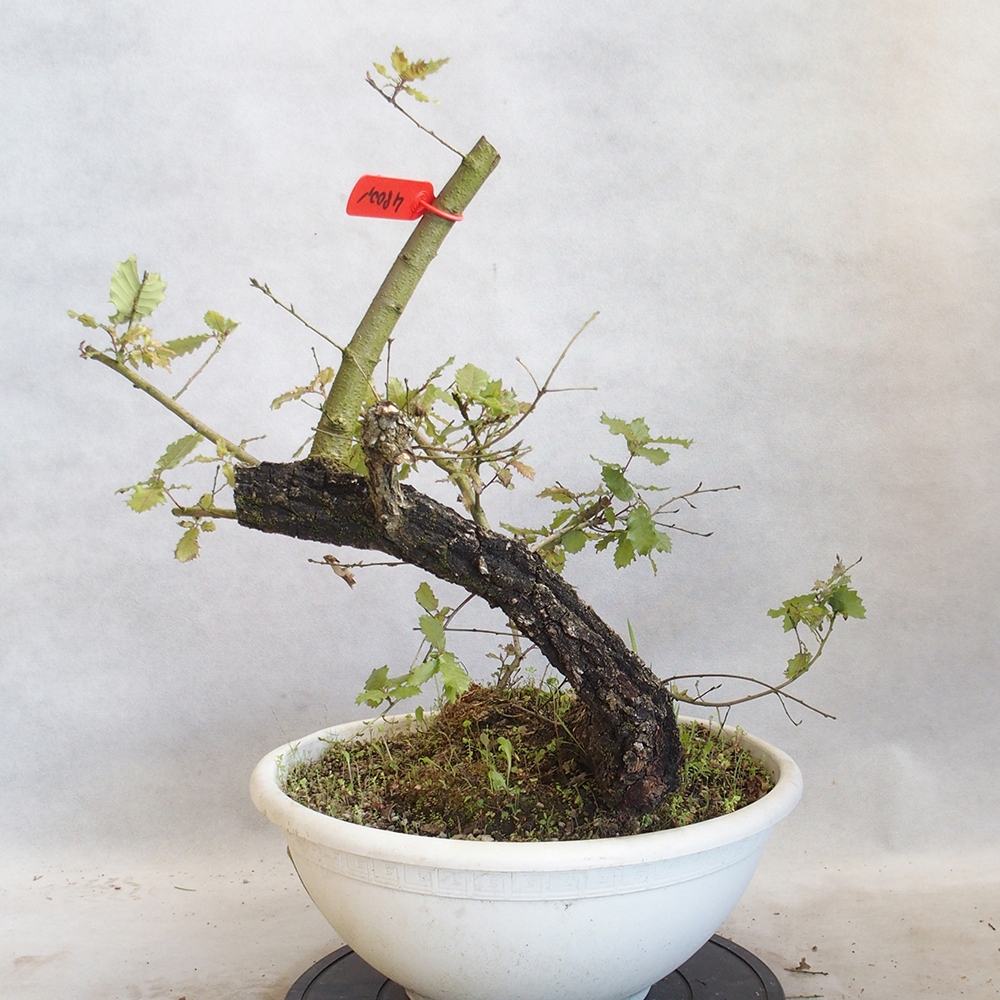 Freilandbonsai Quercus Cerris - Eiche Cer