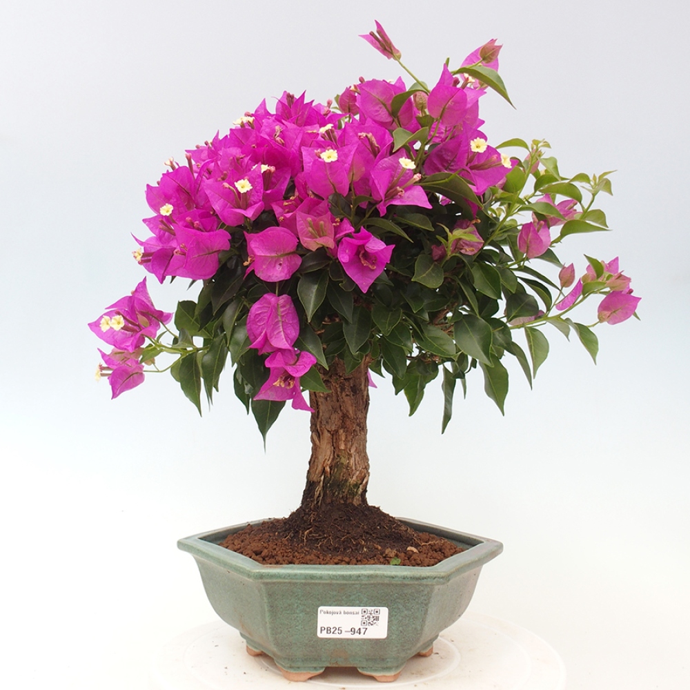 Indoor Bonsai - Bouganwilea