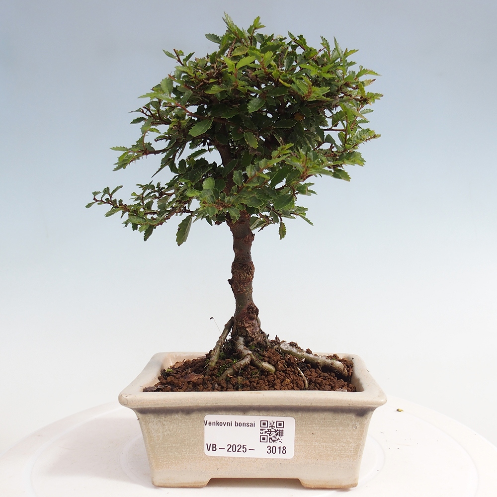 Bonsai im Freien - Ulmus parvifolia Sagei - Kleinblättrige Ulme
