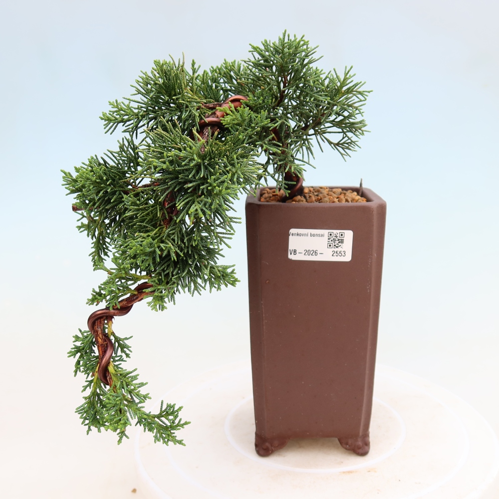 Bonsai für draußen - Juniperus chinensis Kishu
