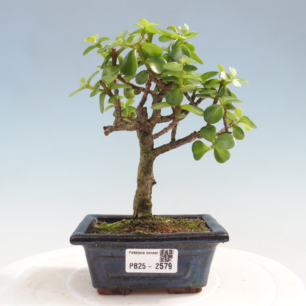 Zimmerbonsai - Portulakaria Afra - Tlustice